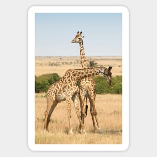 Maasai Giraffes. Males Necking. #3. Maasai Mara, Kenya Sticker